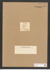 Cocconeis grantiana Grev. (de-Toni-Nr.: Genus 40, Species 1865) Zeichnungen Sammlung Grunow Nr. 3693 (NHMW-BOT-W0371317)